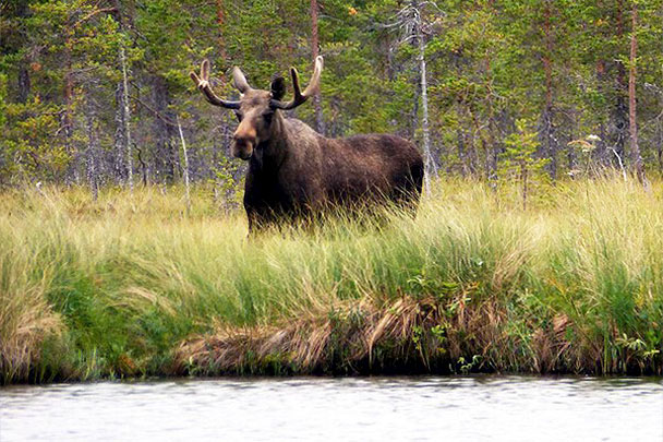 Kanuwandern Schweden, Dalsland