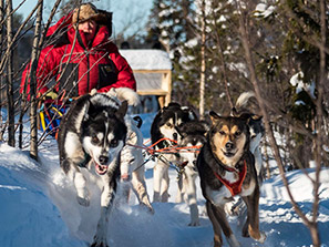Hundeschlitten Touren Lappland